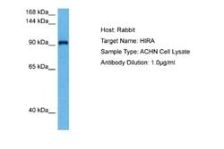 HIRA Antibody, Novus Biologicals 100 &mu;L; Unconjugated:Antibodies, Polyclonal